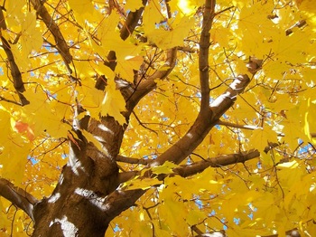 Fall's Maple.jpg